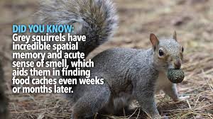 pest advice for controlling grey squirrels