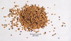 It is considered as a medicinal herb with some religious usage, calling it the remedy for all diseases except death (prophetic hadith) and habatul. Mustard Seed Wikipedia