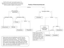 22c Flowchart For Bacterial Unknown Biology Libretexts