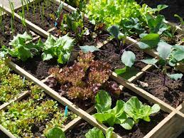 Planning Your Square Foot Garden Free