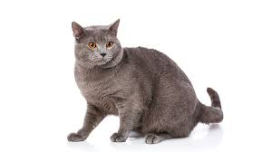 the chartreux breed information about