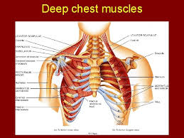Pectoral muscles are most predominantly associated with. Chapter 11 Axial Muscles Of The Body Course