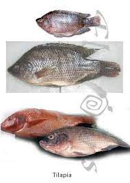 Contextual translation of sea bream into malay. Get To Know Your Fish Confused Over Fish Names 100 Most Popular Edible Fish Names In English With Images Sea Fish Freshwater Fish Seafood