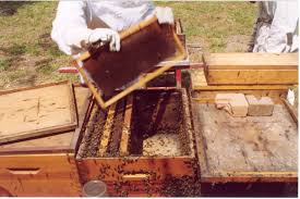 Resultado de imagem para caixas de abelha