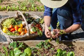 Building A Vegetable Garden In Wa Your