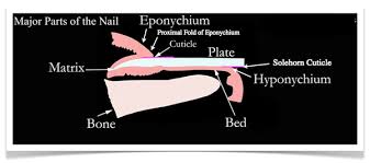nail anatomy diffe parts of