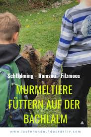 Maybe you would like to learn more about one of these? Murmeltiere Futtern Auf Der Bachlalm Bei Schladming Ramsau Filzmoos Murmeltier Wandern Osterreich Ausflug