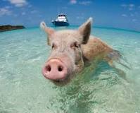 Can pigs swim?