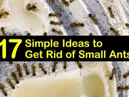17 simple ideas to get rid of small ants