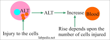 Sgpt Alt Alanine Aminotransferase Serum Glutamic Pyruvic