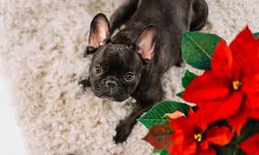 poinsettias poisonous to dogs and cats