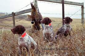 german shorthaired pointer club of