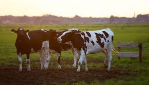 Livestock Futures Recap Live Cattle Feeder Cattle Lean