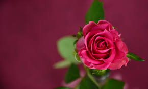 rose bloom macro photography