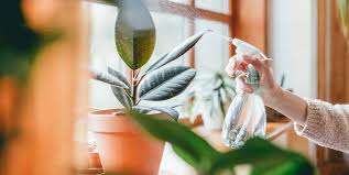But search in the for sale/free section for plants, or post a request—you might end up with lots of succulents and some new friends. 35 Best Indoor Plants Good Inside Plants For Small Space Gardening