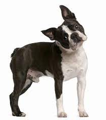 the boston terrier is he really