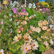 Grow Cosmos For Your Cut Flower Garden