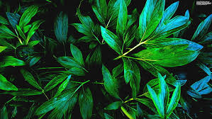 hd wallpaper green leaf plant nature