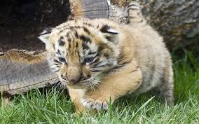 iages cute tiger cubs wallpapers hd