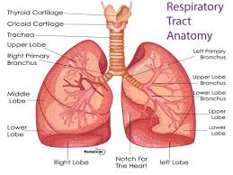1.2 lower respiratory tract/respiratory zone. 9 Facts About The Respiratory System Nursing Students Should Know Respiratory System Lung Anatomy Respiratory System Anatomy