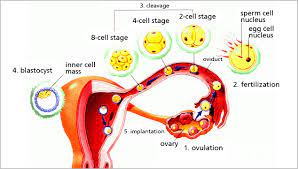 How to get pregnant fast with one fallopian tube. How To Get Pregnant With One Fallopian Tube Conceiveeasy Treatinfertility Fallopian Tubes Fallopian Tube Blockage Blocked Fallopian Tubes