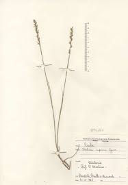 Melica cupanii Guss. subsp. cupanii - Portale della Flora d'Italia ...