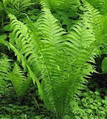 plant ferns in your garden country life