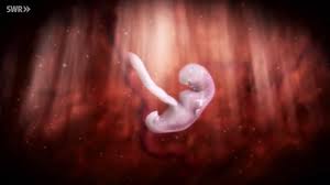 Zwar ist das geschlecht des kindes von anfang an genetisch festgelegt, doch zu beginn der embryonalentwicklung gleichen sich jungen und mädchen. Ein Kind Entsteht Film Schule