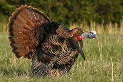 is-turkey-hunting-hard