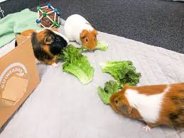 guinea pig tiktok
