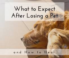 the ses of grief when losing a dog