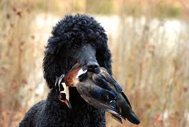 history appeal of the hunting poodle
