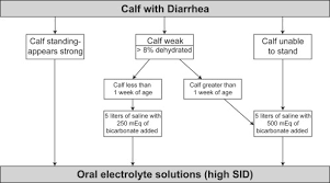 Treatment Of Calf Diarrhea Intravenous Fluid Therapy