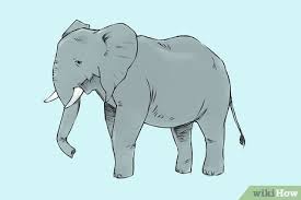 7.kita tambahkan detail pada sketsa kita. 4 Cara Untuk Menggambar Gajah Wikihow