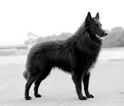 They resemble german shepherds thanks to their short, smooth coats and powerful but slender bodies. Belgian Sheepdog Breed Information And Pictures Petguide