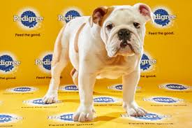 This post was updated on july 29th, 2016. What Time Is The Puppy Bowl Wired