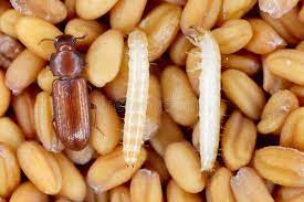Beetle of Confused Flour Beetle Tribolium Confusum Known As a Flour Beetle on Damaged Grain, is a Common Pest Insect in Stores and Stock Photo - Image of field, grain: 209696848