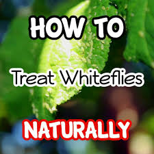 How To Get Rid Of Whiteflies Naturally