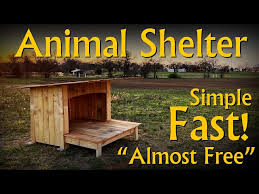 Almost Free Diy Animal Shelter Dog