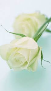 pure elegant white rose flower iphone
