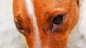 treating dog eye infections symptoms