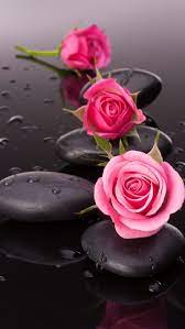 Rose -, flowers, bonito, HD phone ...