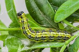 Box Caterpillar In Your Garden