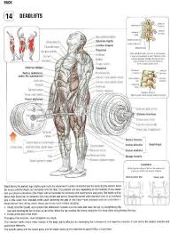 strength training anatomy 2nd edition