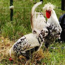 Breeds Of Chickens From A To Z Star Milling Co