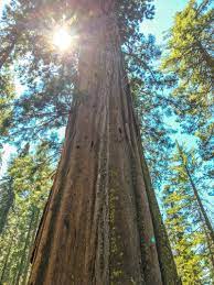 Top 10 grootste bomen ter wereld | Rondreizen Noord-Amerika