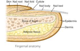 nails structure anatomy functions