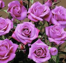 The usual flower colour is a shade of purple (often a light purple or lilac), but colours like white, pink, pale lavender has a strong aroma and this smell is similar to rose with traces of vanilla. Cottage Farms Direct Roses Lavender Sunblaze Mini Rose 4pc