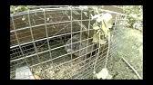 Groundhog trapping on the farm. Trapping Groundhog With Bait Best Groundhog Bait Youtube