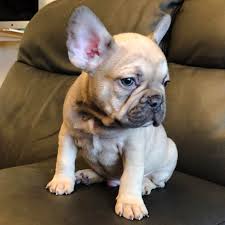 We have grouped these names into two categories in order to make it easier for you to find a great name for a french bulldog male or female. Need A Name For This Male Chocolate Fawn French Bulldog Puppy Two Syllable Name Ideas Ineedaname